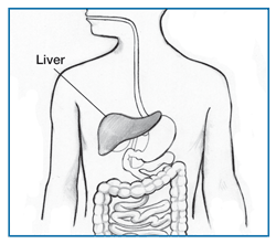 Drawing of a body torso showing the liver and part of the digestive system, with the liver labeled.